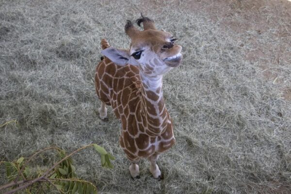 Msitune ainda bebê -Foto: San Diego Zoo Safari Park