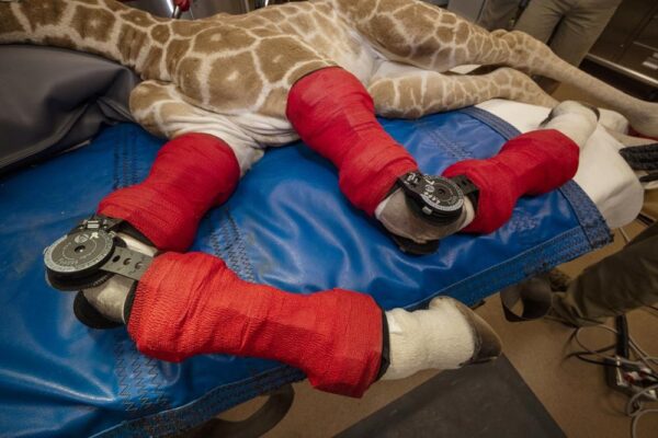 A girafa bebê passou 39 dias em observação -Foto: San Diego Zoo Safari Park