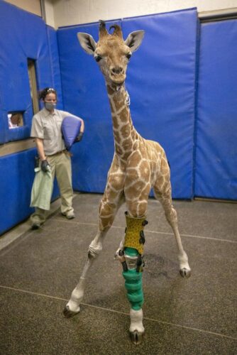 Misitune durante adaptação do aparelho ortopédico -Foto: San Diego Zoo Safari Park