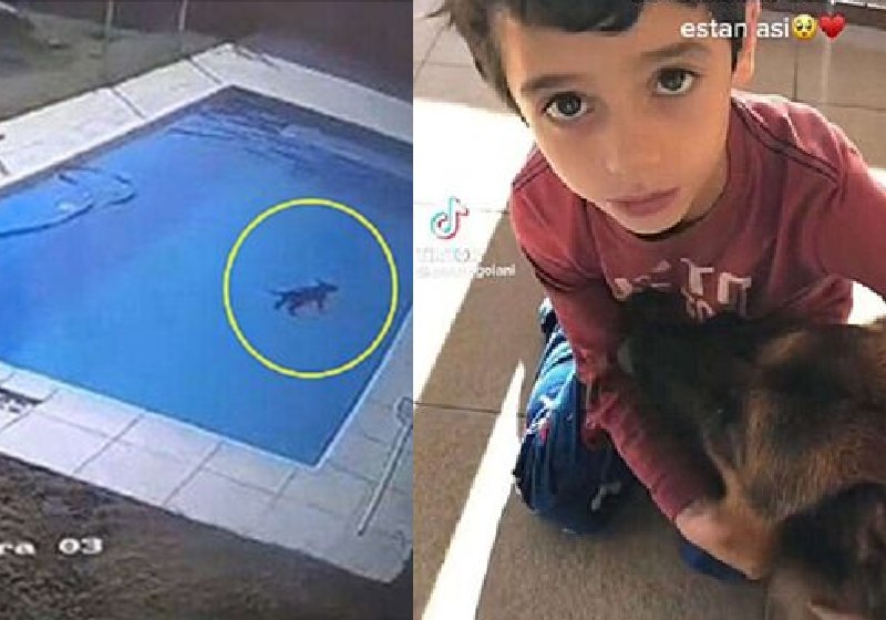 Mesmo sem saber nadar direito, o menino herói pulou na piscina e salvou o filhote - Fotos: reprodução / redes sociais