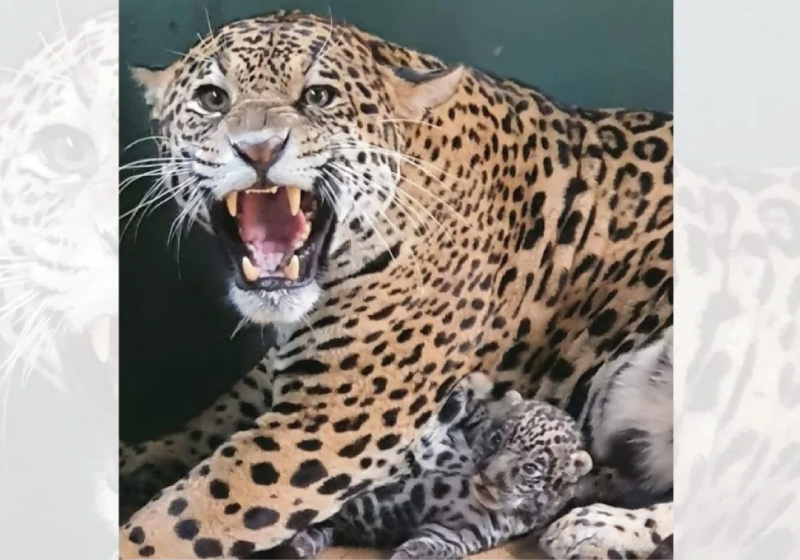 A onça-pintada símbolo de fogo no Pantanal será reinserida na natureza junto com o filhote - Foto: reprodução Nex