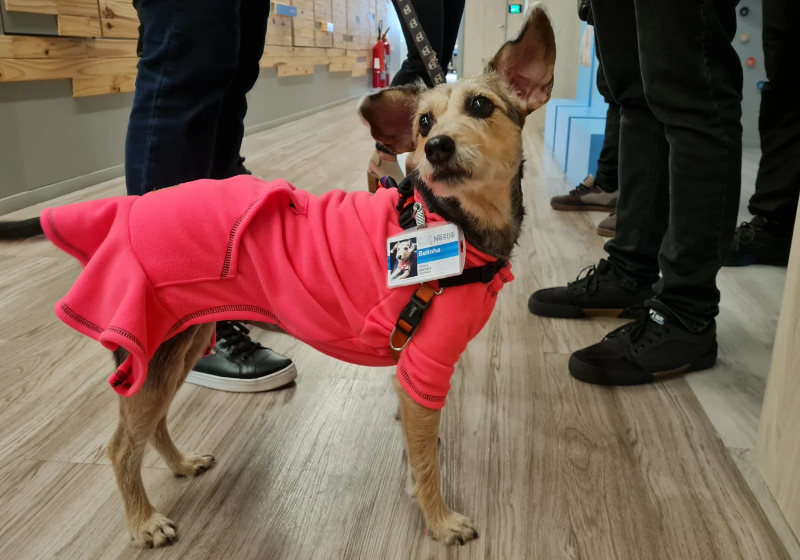 Belinha chegando ao escritório da Nestlé para um dia de trabalho Foto: Luísa Granato/Exame