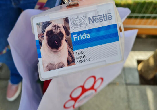 Crachá da pug Frida, na sede da Nestlé em São Paulo Foto: Exame