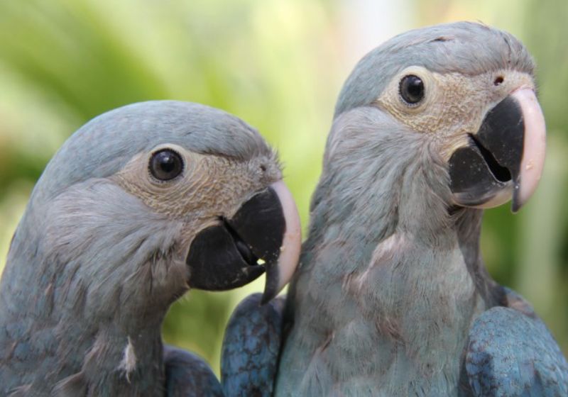 Os pesquisadores vão acompanhar a adaptação das ararinhas em vida livre por meio de um rádio colar que foi instalado em todas que foram soltas. Foto: reprodução/ICMBio