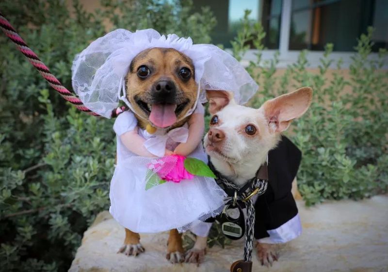 Esses lindinhos de 9 e 3 anos foram entregues ao abrigo em abril e ganharam agora uma festa de casamento - Foto: Divulgação/San Antonio Humane Society (SAHS)