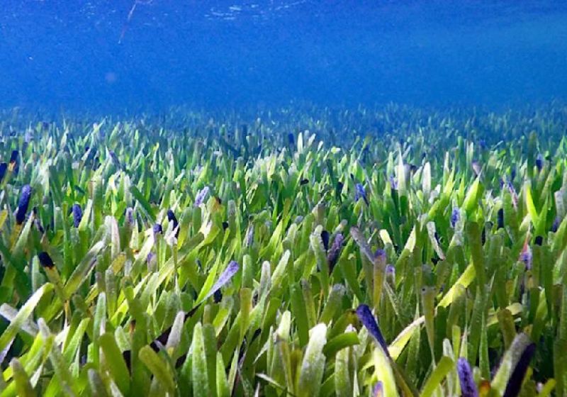 A erva marinha da espécie Posidonia australis foi localizada em Shark Bay, na costa oeste da Austrália. Foto: reprodução/vídeo