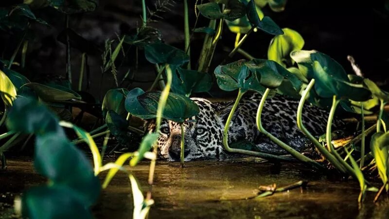 Os registros foram feitos para o projeto de um livro e mostram a força que a natureza tem de regenerar-se. Foto: @ricardomartinsfotografo