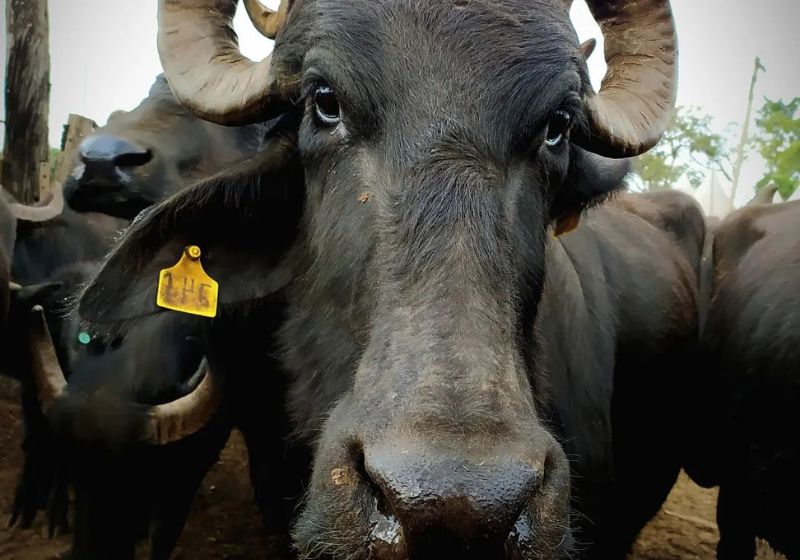 Livres e cuidadas com muito amor, as mamães búfalas e seus mais de 60 filhotes novamente tem suas vidas ameaçadas. Foto: Arquivo Pessoal