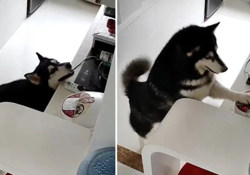 Lucky ajuda o tutor em diversas tarefas domésticas e até "cozinha" arroz - Foto: reprodução