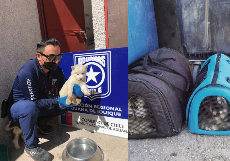 Os filhotes de husky siberiano foram encontrados apertados em três bolsas - Foto: Serviço Nacional de Alfândega