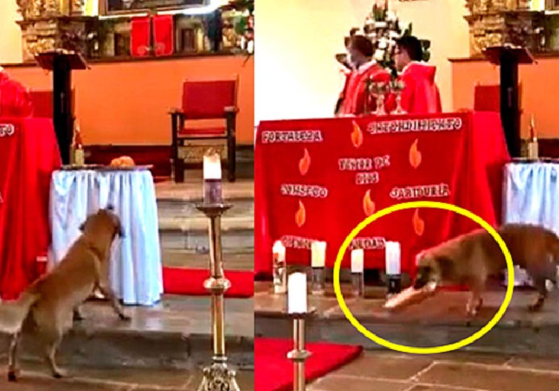 O flagrante do cão caramelo roubando pão da missa! - Fotos: reprodução / Facebook