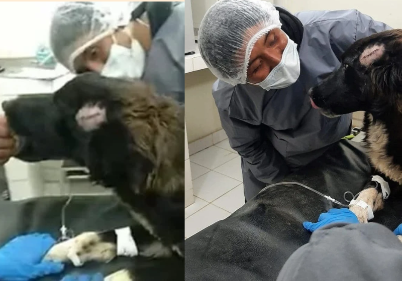 O cão avançou no agressor, que invadiu a casa e iria esfaquear a ex-esposa - Foto: reprodução