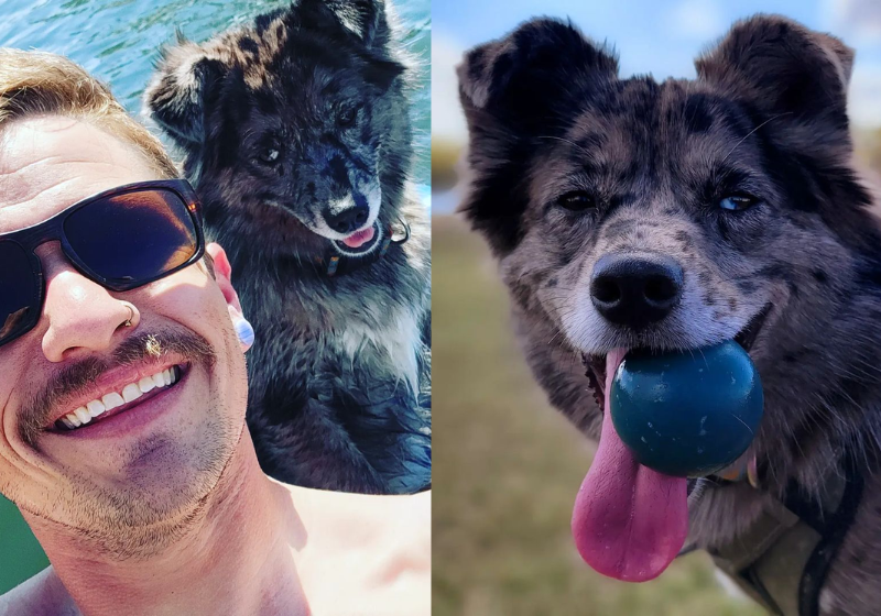 O tutor contou que a cadela se tornou um cão de terapia voluntariamente - Foto: reprodução Instagram @backseatbedroom