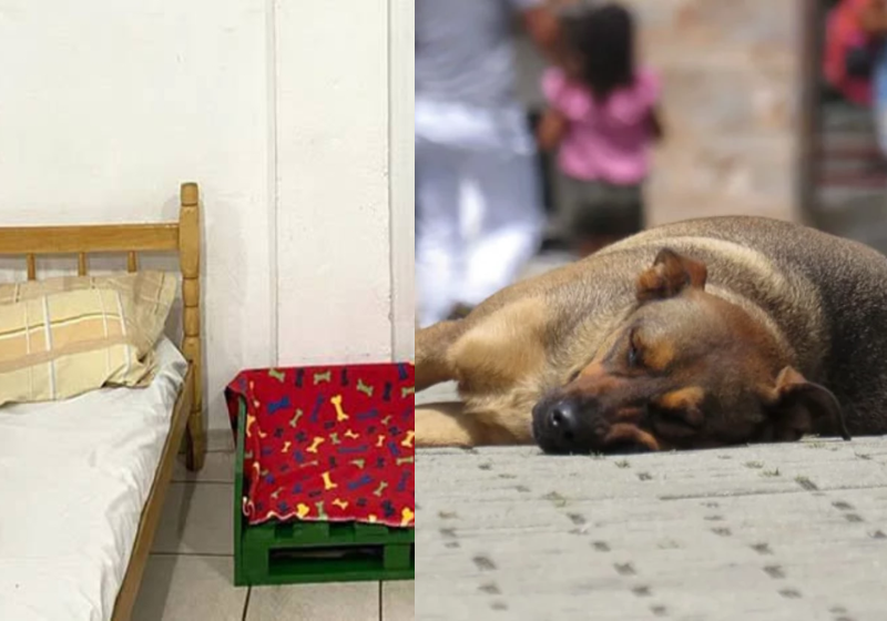 O abrigo de Londrina ajudará no acolhimento de animais e pessoas em situação de rua, principalmente nas noites frias - Foto: reprodução