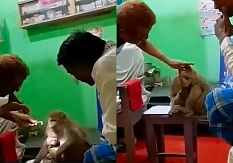 A macaca entrou no consultório do veterinário, sentou e mostrou os ferimentos - Foto: reprodução