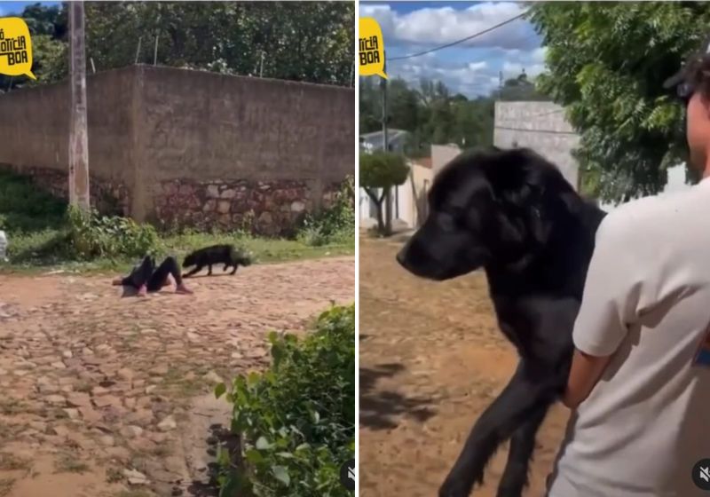 A cachorra Amora caiu no golpe! Fotos: reprodução/vídeo