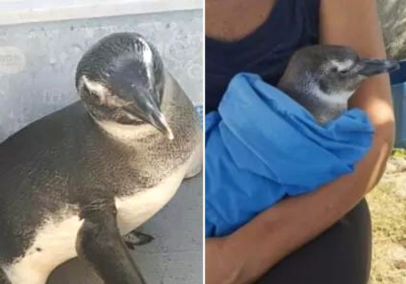 Segundo pescadores da região, fazia uma semana que o pinguim estava sozinho e mostrando-se muito cansado e abatido. Fotos: reprodução/vídeo