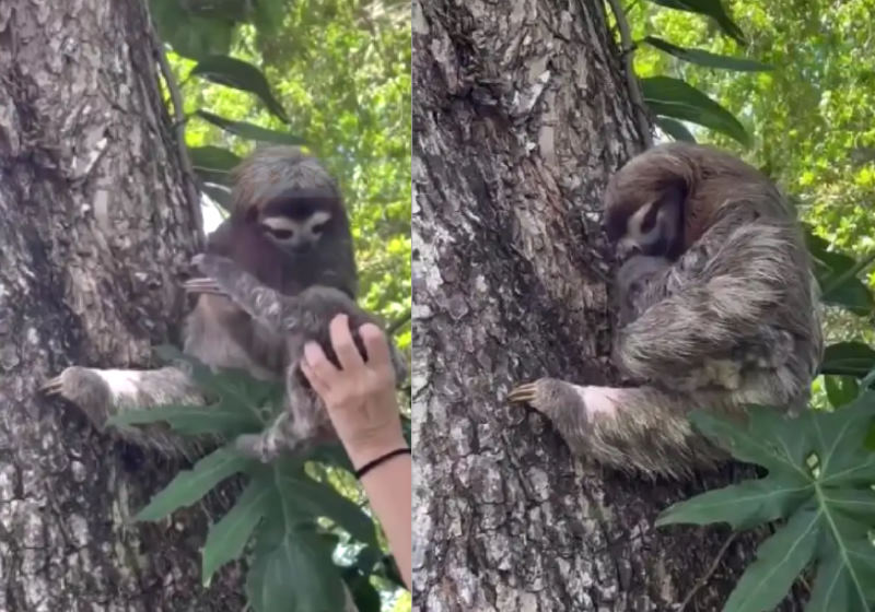 A mãe ouviu o bebê preguiça e desceu da árvore para reencontrá-lo.Um socorrista segurou o filhote para que ela pudesse vê-lo claramente Foto: Jaguar Rescue Center