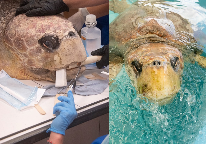 A tartaruga foi atacada por tubarões, mas conseguiu sobreviver - Foto: Zoo de Miami