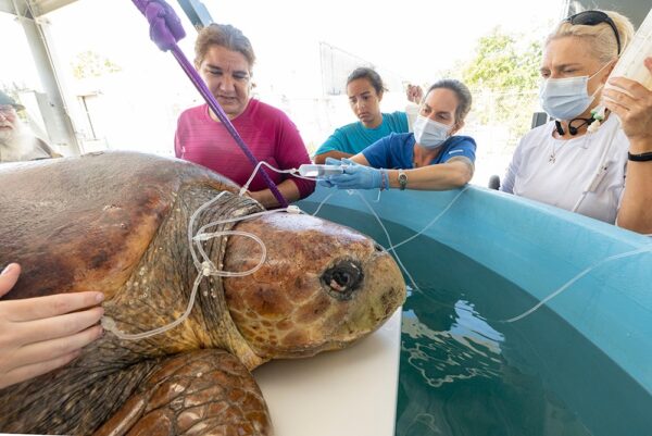 Aa equipe do zoo fez de tudo para que ela se recuperasse - Foto: Zoo de Miami