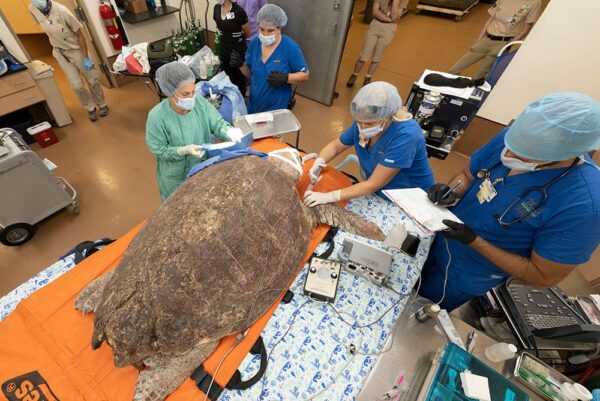 A tartaruga recebeu todos os cuidados necessários - Foto: Zoo de Miami