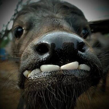 E esse sorriso?! Foto: @bufalas_de_brotas