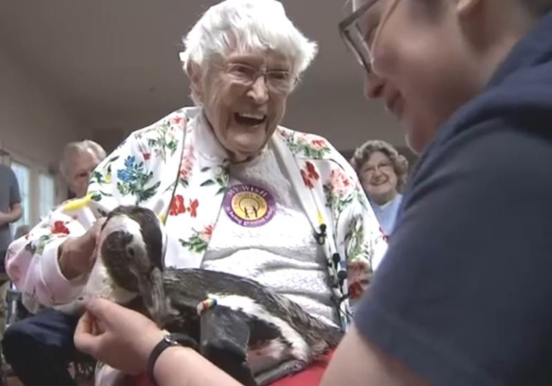A vovó de 104 anos, Bertha Komor, tinha o simples desejo de segurar um pinguim e o sonho foi realizado Foto: reprodução