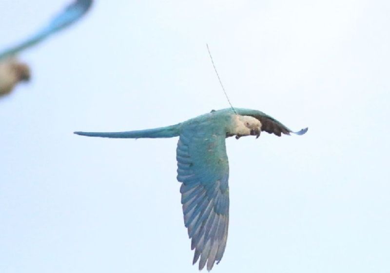 A soltura das ararinhas-azuis é uma das etapas do Plano de ação Ararinha-Azul. Fotos: Facebook ACTP