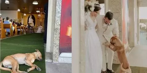 O doguinho caramelo na pora da igreja e com os noivos - Fotos: O Liberal