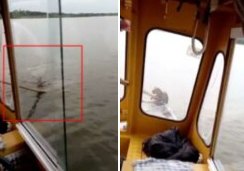 A cena emocionou as crianças que estavam à bordo e ajudaram no salvamento. Fotos: Reprodução/vídeo