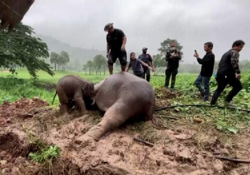 Os veterinários do parque fizeram RCP - Reanimação Cardiorrespiratória - até a mamãe elefanta acordar - Foto: reprodução / ABCNews