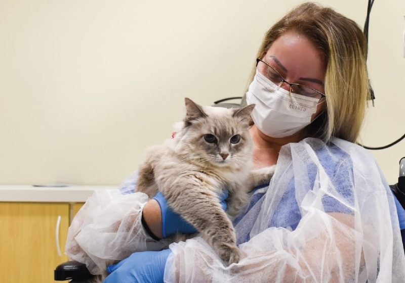 A equipe permitiu que a paciente reencontrasse a gatinha de estimação no hospital - Foto: reprodução HSAN