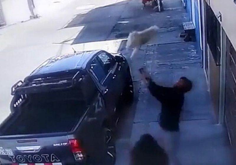 A cachorra despencou do 4º anda e as câmeras da rua registraram tudo Foto: Reprodução/vídeo