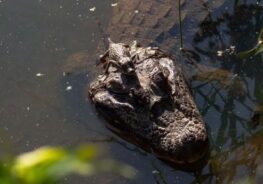 Foto: Pedro Tunes/Arquivo pessoal