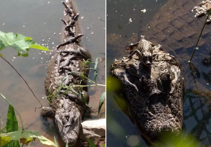 Se vocês observarem bem as imagens, tem jacarezinho pelo corpo todo da mãe. É incrível! Fotos: Antônio Rodrigues e Pedro Tunes