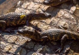 Foto: Pedro Tunes/Arquivo pessoal