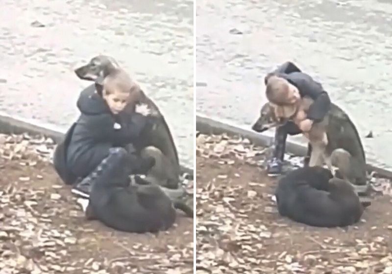 O menino flagrado no vídeo é o Ibrahim e ele estava a caminho da escola quando encontrou os cães sem dono - Fotos: Reprodução/vídeo