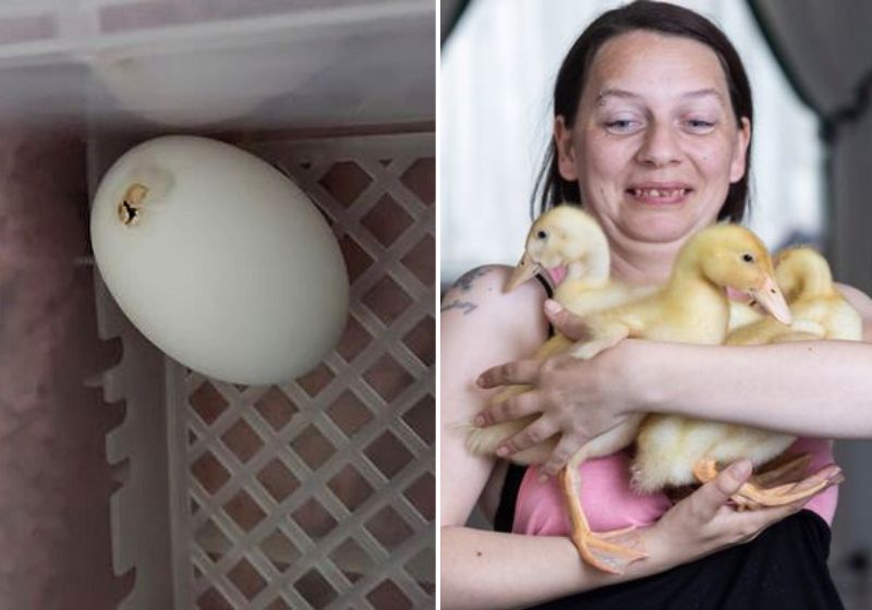 A woman buys eggs and is surprised by the birth of ducklings