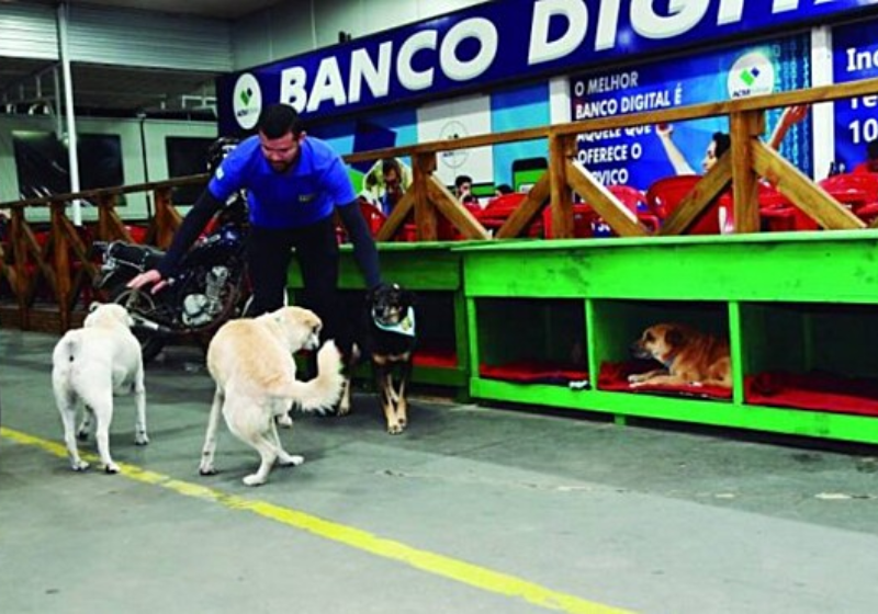Os funcionários do posto de combustível adotaram os cinco cães e os presentearam até com casinhas - Foto: reprodução