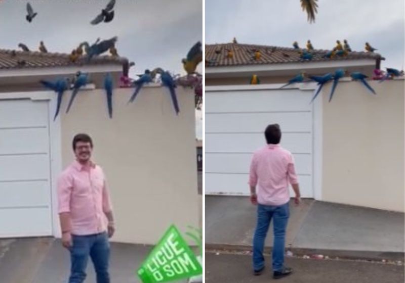 No vídeo que ganhou as redes sociais, as araras pousam sobre a casa e batem o maior papo! É a coisa mais linda de se ver. Fotos: reprodução/vídeo