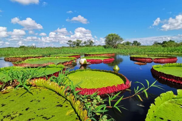 Victoria-régia boliviana -Foto: Jardins Botânicos Reais de Kew | Carlos Magdalena