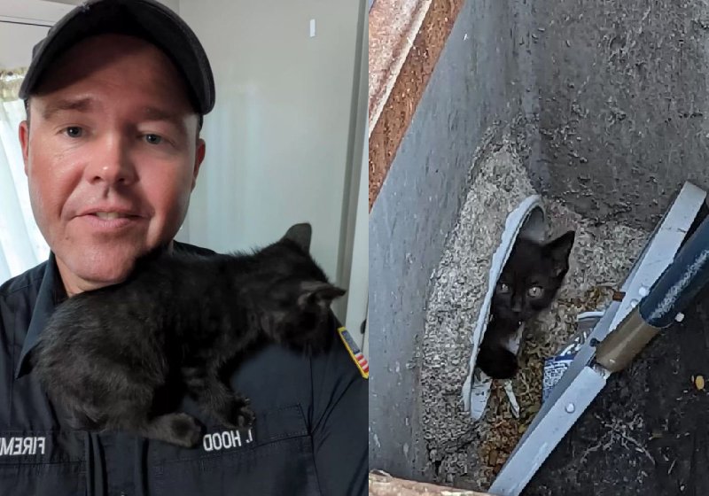 Foi amor à primeira vista entre o bombeiro Tyson e o filhote de gato que ele retirou do bueiro - Fotos: Tyson Hood