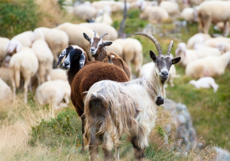 As cabras e ovelhas comem o pasto seco, evitando que o fogo se alastre - Foto: Getty images