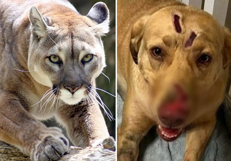 A onça entrou no quintal de casa e a cadela lutou com ela para proteger a família - Fotos: Reprodução/vídeo