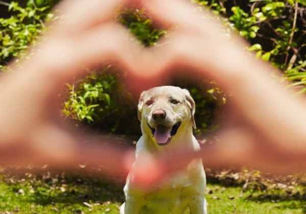 Os cães farejam sentimentos como felicidade e estresse dos tutores - Foto: Pixabay