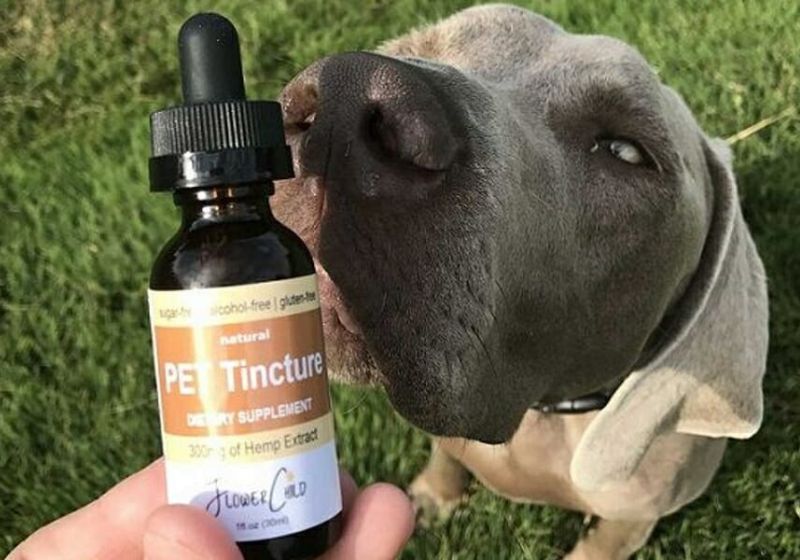 É importante ressaltar que os estudos clínicos com cannabis em animais ainda são recentes, por isso a importância do acompanhamento de um profissional. Foto: Divulgação