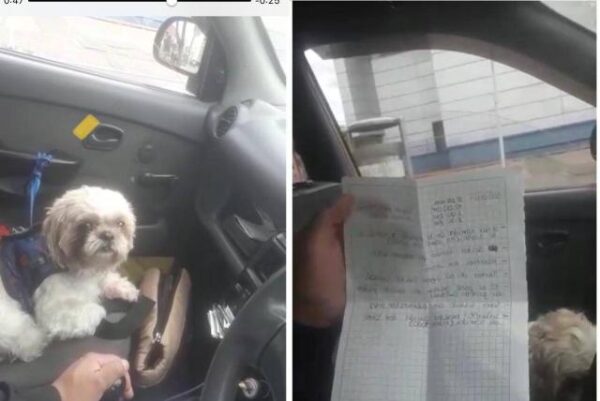 O homem deixou uma carta com instruções sobre o cão idoso - Foto: reprodução Facebook