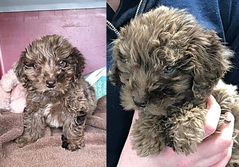 O filhote foi deixado em uma mochila no mato, mas as pessoas que estavam no local salvaram a vida dele - Foto: RSPCA