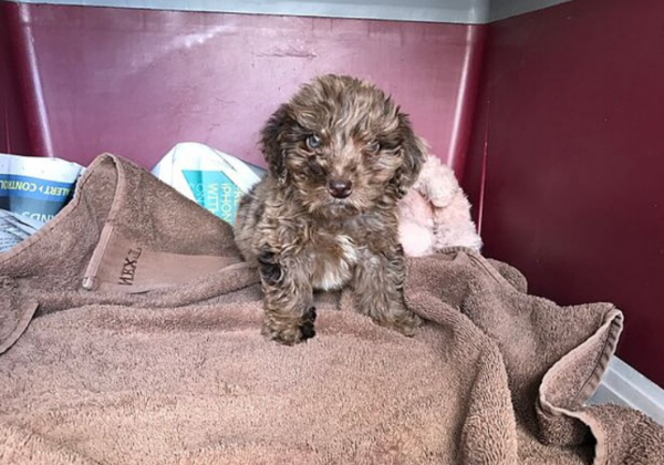 Watson recebeu atendimento veterinário e passa bem - Foto: RSPCA