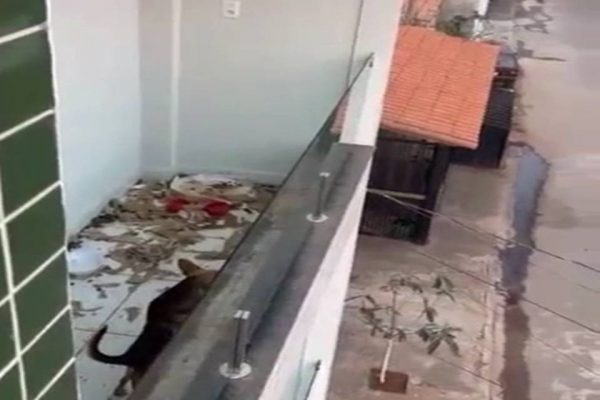 O menino foi encontrado em situação insalubre e sem alimentação - Foto: reprodução